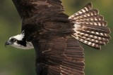 _MG_0995 Osprey.jpg
