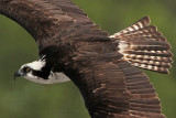 _MG_0997 Osprey.jpg