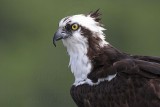 _MG_1019 Osprey.jpg