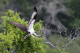 _MG_1839 Osprey.jpg