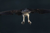 _MG_6014 Osprey.jpg