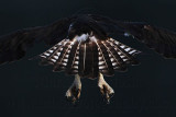 _MG_6016 Osprey.jpg