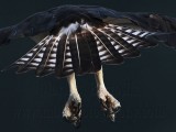 _MG_6018 Osprey.jpg