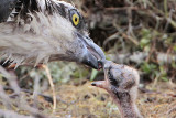 _MG_7254 Osprey.jpg
