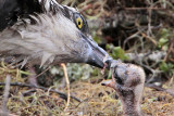 _MG_7286 Osprey.jpg