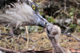 _MG_7287 Osprey.jpg