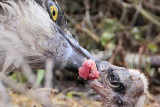 Osprey - feeding chicks (1-7 day old)