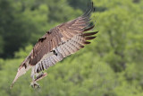 _MG_8351 Osprey.jpg