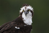 _MG_8613 Osprey.jpg