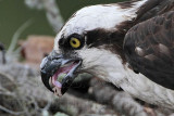 _MG_8747 Osprey.jpg