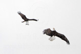 _MG_9672 Osprey - Bald Eagle.jpg