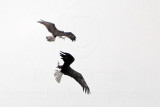 _MG_9673 Osprey - Bald Eagle.jpg