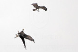 _MG_9674 Osprey - Bald Eagle.jpg