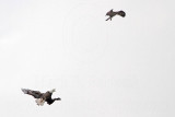_MG_9675 Osprey - Bald Eagle.jpg