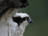 _MG_9739 Osprey.jpg