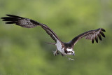 _MG_9913 Osprey.jpg