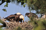 _MG_1057 Bald Eagle.jpg