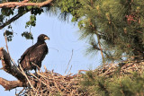 _MG_1470 Bald Eagle.jpg