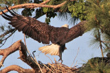 _MG_1519 Bald Eagle.jpg