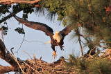 _MG_1574 Bald Eagle.jpg