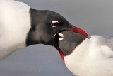 _MG_4813crop Laughing Gull.jpg