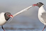 _MG_4829Laughing Gull.jpg