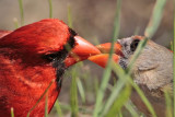 _MG_8715 Northern Cardinal.jpg