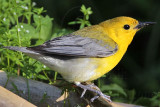 _MG_0180 Prothonotary Warbler.jpg