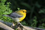_MG_0196 Prothonotary Warbler.jpg