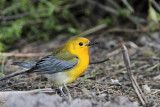 _MG_0207 Prothonotary Warbler.jpg