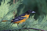 _MG_0262 Baltimore Oriole.jpg