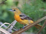 _MG_0398 Baltimore Oriole.jpg
