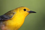 _MG_0758 Prothonotary Warbler.jpg