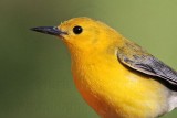 _MG_0765 Prothonotary Warbler.jpg