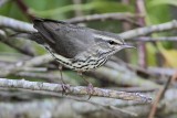 _MG_0932 Northern Waterthrush.jpg