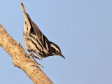 _MG_1339 Black-and-white Warbler.jpg