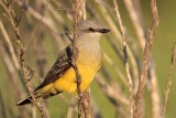 _MG_1450 Western Kingbird.jpg