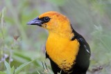 _MG_1946 Yellow-headed Blackbird.jpg