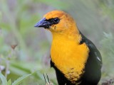 _MG_1950 Yellow-headed Blackbird.jpg
