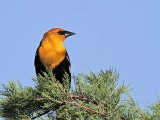 _MG_2007 Yellow-headed Blackbird.jpg