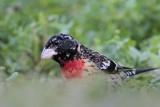_MG_2650 Rose-breasted Grosbeak.jpg