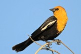 _MG_3387 Yellow-headed Blackbird.jpg