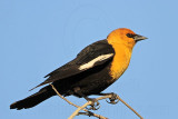 _MG_3402 Yellow-headed Blackbird.jpg