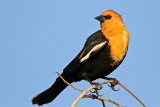 _MG_3415 Yellow-headed Blackbird.jpg