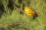 _MG_3481 Yellow Warbler.jpg