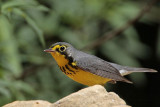 _MG_6641 Canada Warbler.jpg
