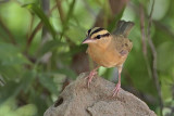 _MG_6855 Worm-eating Warbler.jpg