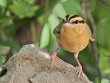 _MG_6882 Worm-eating Warbler.jpg