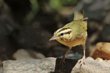 _MG_6903 Worm-eating Warbler.jpg