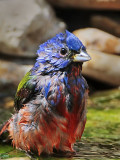 _MG_8013 Painted Bunting.jpg